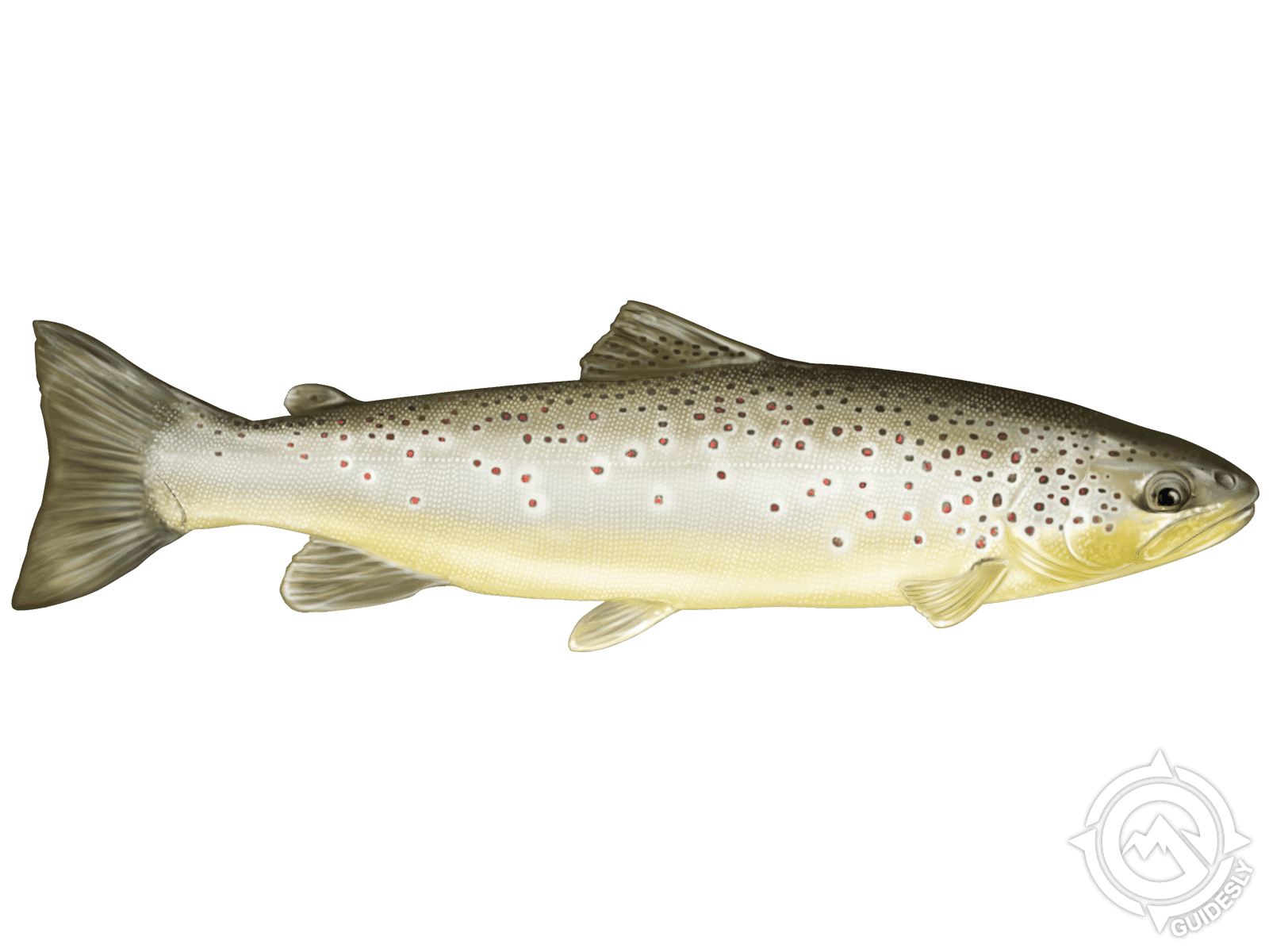 Brown Trout